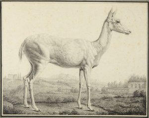  de Johann Elias Ridinger