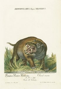  de Johann Elias Ridinger