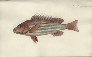 Lutjanus quinquelineatus, antes de 1790