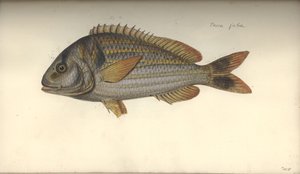 Perca juba de Johann Friedrich Hennig