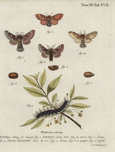 Polillas de huevo oriental y huevo pequeño. de Johann Georg Klinger