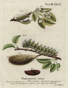 Polilla emperador, Saturnia pavonia, larva, pupa, crisálida