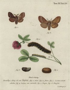 Huevo de hierba, Lasiocampa trifolii. de Johann Georg Klinger