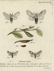 Polilla menor de los sauces, Cerura erminea de Johann Georg Klinger