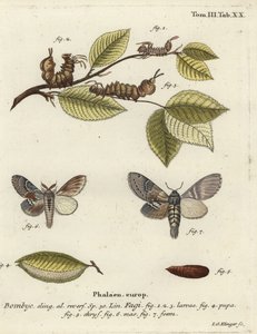 Polilla langosta, Stauropus fagi de Johann Georg Klinger