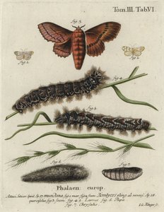 Polilla de muselina y polilla de roble de Johann Georg Klinger