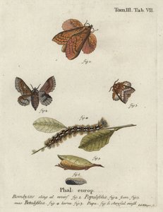 Polilla de lapa de álamo y pequeña polilla de lapa de Johann Georg Klinger