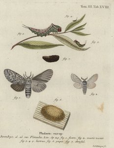 Polilla de gato, Cerura vinula. de Johann Georg Klinger