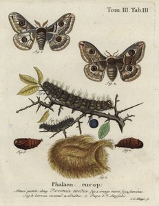 Polilla emperador de endrino, Saturnia spini. de Johann Georg Klinger