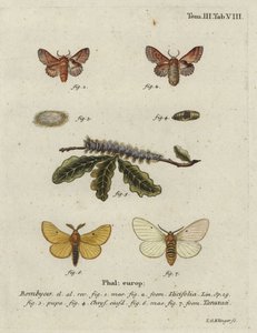 Pequeña polilla de lapa y polilla de seda de otoño de Johann Georg Klinger