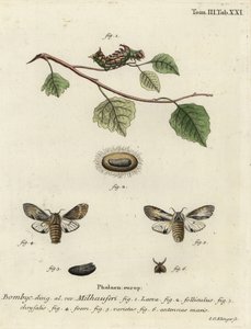 Polilla prominente leonado, Harpyia milhauseri de Johann Georg Klinger