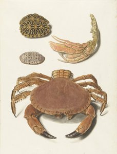 Un cangrejo, unas tijeras de cangrejo y dos caparazones de tortuga de Johann Gustav Hoch