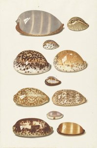 Once conchas de cauri tropicales grandes y pequeñas de Johann Gustav Hoch