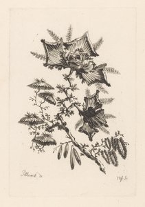 flores en forma de cometa Fleures Baroque (título de la serie) de Johann Heinrich  Hess