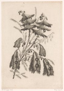 Parasolachtige bloemen
Recueil De Nouvelles Fleurs De Goût; Pour la Manufacture des Etoffes de Perse (título de la serie)