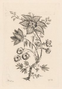 flores en forma de estrella Fleures Baroques (título de la serie)