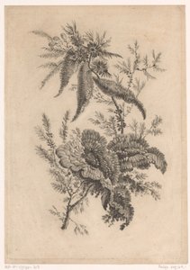Wilde roosachtigen
Recueil De Nouvelles Fleurs De Goût; Pour la Manufacture des Etoffes de Perse (título de la serie) de Johann Heinrich  Hess