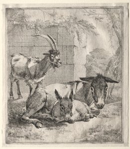Cabra y burros