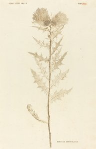 Carduus Lanceolatus de Johann Hieronymus Kniphof