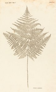 Pteris Aquilina de Johann Hieronymus Kniphof