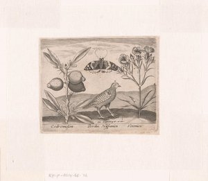 Serie de Estampas con Flores y Animales en un Paisaje Paisaje con limonero, codorniz y verónica Paisajes con animales, plantas y flores (título de serie) de Johann Hogenberg