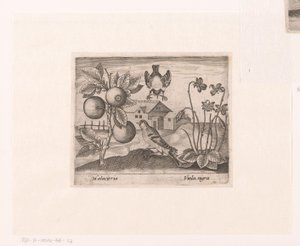 Serie de Estampas con Flores y Animales en un Paisaje Paisaje con cítricos, pájaros y violetas. Paisajes con animales, plantas y flores (título de serie) de Johann Hogenberg