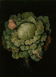 Col rizada / Repollo, mariposa / J. y B. Dietzsch