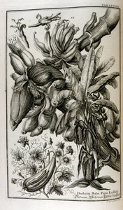 Plantas y frutos bíblicos como la mandrágora y el melón de Johann Jakob Scheuchzer