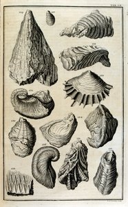 Los restos fosilizados de conchas representaban animales destruidos por el gran diluvio bíblico de Johann Jakob Scheuchzer