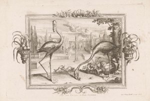 dos flamencos Aves dicta Flaminges ex India Occidentali (título sobre objeto) de Johann Jakob Stelzer