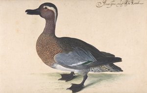 Un Pato Real de Johann Jakob Walther