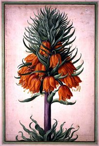 Fritillaria imperialis (corona imperial) lámina 25 del Nassau Florilegium de Johann Jakob Walther