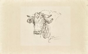 cabeza de toro