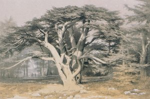 Cedros del Líbano de Johann Martin Bernatz