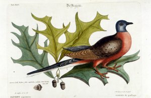 Paloma migratoria, ahora extinta. Zoológico, Seligman 1749 de Johann Michael Seligmann