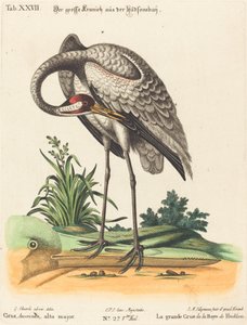 Grus Americana, alta mayor de Johann Michael Seligmann after George Edwards
