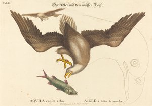 El Águila Calva (Falco leucocephalus)