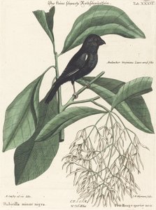 El Pequeño Pinzón Negro (Rubicilla minor nigra) de Johann Michael Seligmann after Mark Catesby