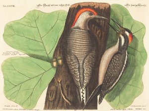El Pájaro Carpintero de Vientre Rojo (Picus Carolinus) de Johann Michael Seligmann after Mark Catesby