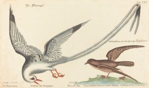 El pájaro tropical (Phaeton aethereus) de Johann Michael Seligmann after Mark Catesby