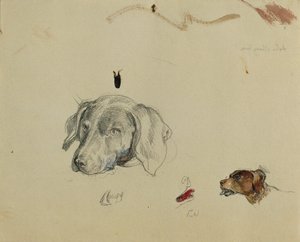 estudio de perros