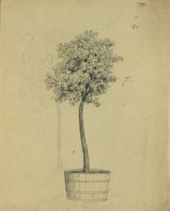 Estudio de un arbolito en una maceta de Johann Peter Krafft