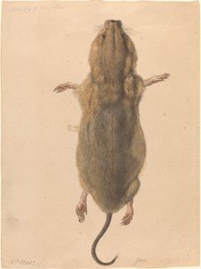 Un Ratón de Campo, desde Arriba