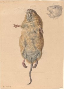 Un ratón de campo, desde abajo de Johann Rudolph Schellenberg