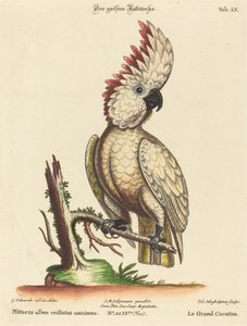Psittacus albus cristatus maximus de Johann Sebastian Leitner after George Edwards