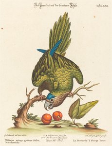 Psittacus minor gutture fusco, occidentalis de Johann Sebastian Leitner after George Edwards
