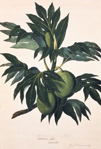 Una rama del árbol del pan con fruta, c.1773 (grabado) de Johann Sebastien Muller