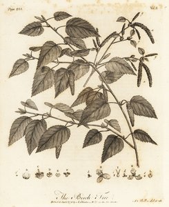 Abedul pubescente, Betula pubescens. de Johann Sebastien Muller