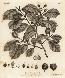 Haya europea o haya común, Fagus sylvatica. de Johann Sebastien Muller