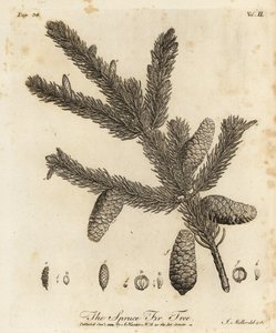 Pícea o abeto europeo, Picea abies de Johann Sebastien Muller